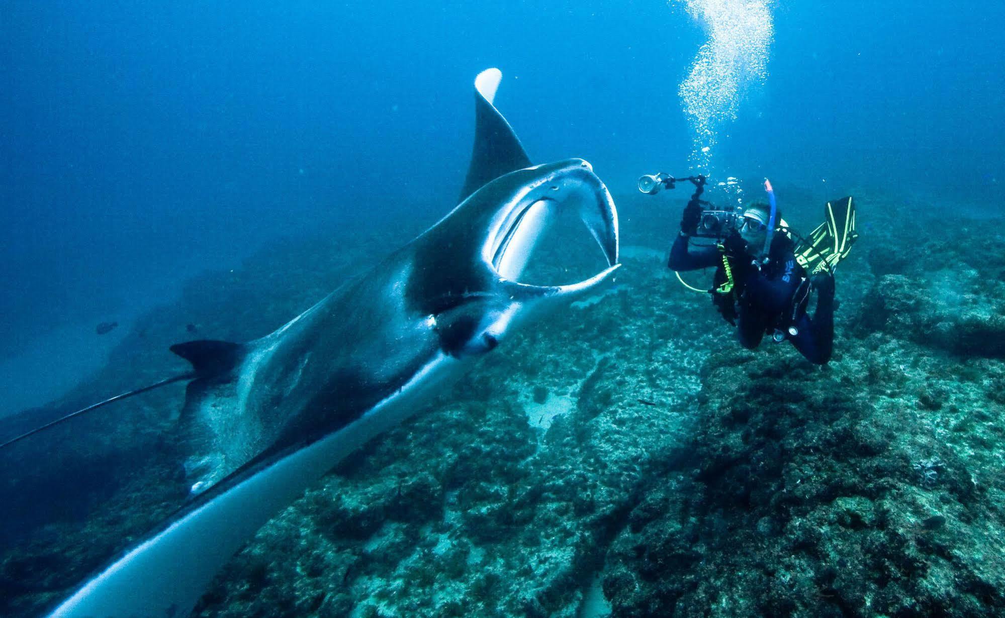 Manta Lodge & Scuba Centre Point Lookout Dış mekan fotoğraf